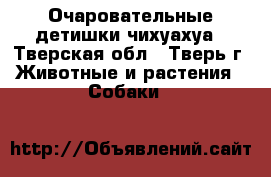 Очаровательные детишки чихуахуа - Тверская обл., Тверь г. Животные и растения » Собаки   